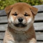 inu